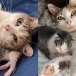 A kind person provided safety to a cat from wind and rain. She woke up to a tiny miracle kitten in the room one morning