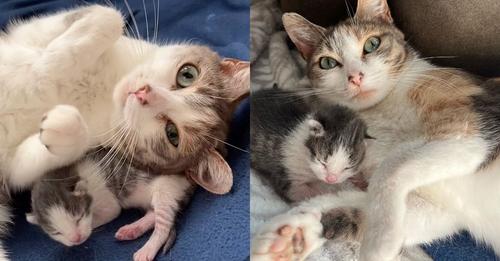 A kind person provided safety to a cat from wind and rain. She woke up to a tiny miracle kitten in the room one morning