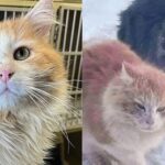 Community Brought Stray Cat Inside from Harsh Weather and Never Stopped Looking for His Best Friend