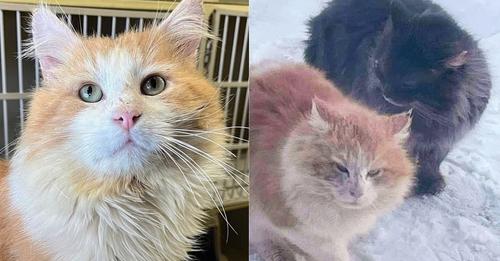 Community Brought Stray Cat Inside from Harsh Weather and Never Stopped Looking for His Best Friend