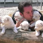 6 rare white lion babies in Circus Krone, German zoo(Video)