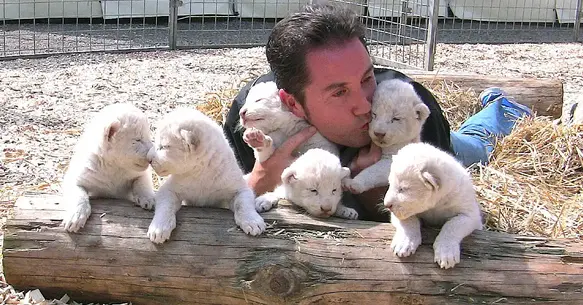 6 rare white lion babies in Circus Krone, German zoo(Video)