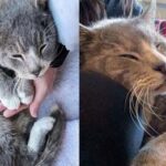 Stray Cat Leans into Person and Steals Her Heart After Trying to Keep Warm with Whatever He Can Find