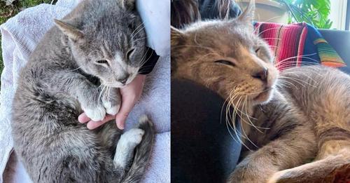 Stray Cat Leans into Person and Steals Her Heart After Trying to Keep Warm with Whatever He Can Find