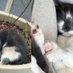 Cat Found Cold and Wet in a Planter by the Street, 2 Months Later His Life Completely Turned Around