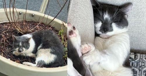 Cat Found Cold and Wet in a Planter by the Street, 2 Months Later His Life Completely Turned Around