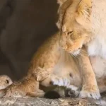 2 DAYS OLD! 3 tiny lioness wait 9 days more to open eye : So adorable (Video)