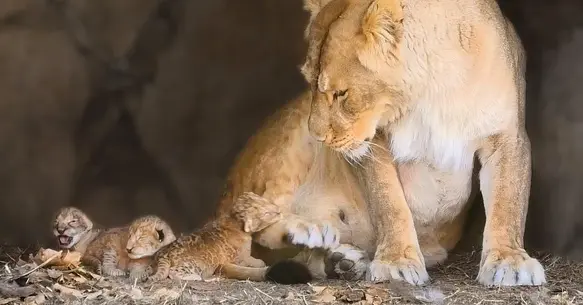 2 DAYS OLD! 3 tiny lioness wait 9 days more to open eye : So adorable (Video)