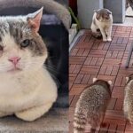 Big Cheeked Cat Had to Compete with Other Animals Outside for Food, Now is the Boss of the House