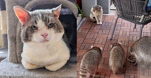 Big Cheeked Cat Had to Compete with Other Animals Outside for Food, Now is the Boss of the House