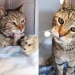 Stray Cat Has the Appearance of a Mini Puma, Opens His Heart and Learns What It Means to Be Adored