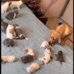 Golden Retriever Puppy Sweetly Confused By Kittens On Bed