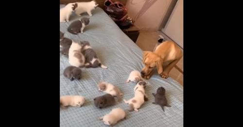 Golden Retriever Puppy Sweetly Confused By Kittens On Bed