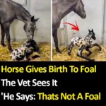 Horse Gives Birth To Foal – The Vet Sees It, He Says ‘Thats Not A Foal’