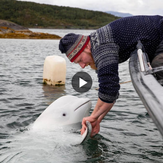 Saved from a fishing net by a caring individual, a dolphin embarked on an extraordinary journey spanning over 30km to convey appreciation. Their touching kiss symbolized a remarkable and unique bond between two disparate species, touching hearts around the globe.