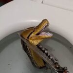 Massive 12-foot python slithers through toilet, startled homeowner Blog Kelly Thomas · March 1