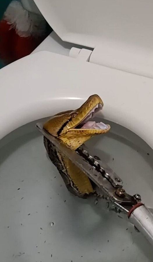 Massive 12-foot python slithers through toilet, startled homeowner Blog Kelly Thomas · March 1