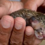 A man was walking home from work when he noticed a little animal on the sidewalk!