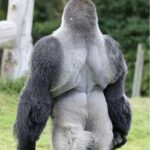 People Everywhere Are Loving This Gorilla. Just Wait Till He Turns Around And You Will Know Why.