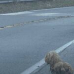 Matted Dog Ceaselessly Glares At Cars For 2 Years Hoping Her Owner Returns