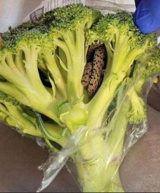 “Shocking Encounter, Man’s Horrifying Discovery Inside Bag Of Aldi-bought Broccoli” Blog Kelly Thomas · March 23, 2024 · 0 Comment