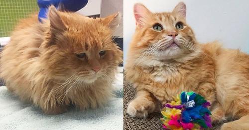 Cat Finds Someone to Help Him After Years on the Street, His Eyes Light Up and He Blooms into True King