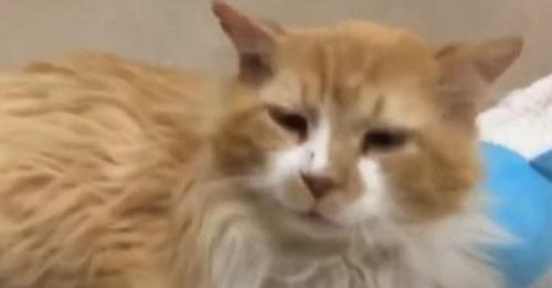 Cat Walks 12 Miles To Reunite With Family Who Abandoned Him, But They Sent Him To Be Euthanized