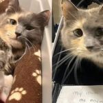 Cat Left at Shelter with a Note, Staff Discovered She Wasn’t the Only One that Needed Help