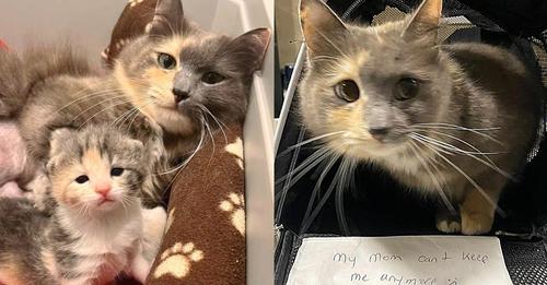 Cat Left at Shelter with a Note, Staff Discovered She Wasn’t the Only One that Needed Help