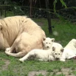 Beautiful Family Lion , 3 white lion and Handsome Daddy sleeping in Zoo de La Flèche  (Video)