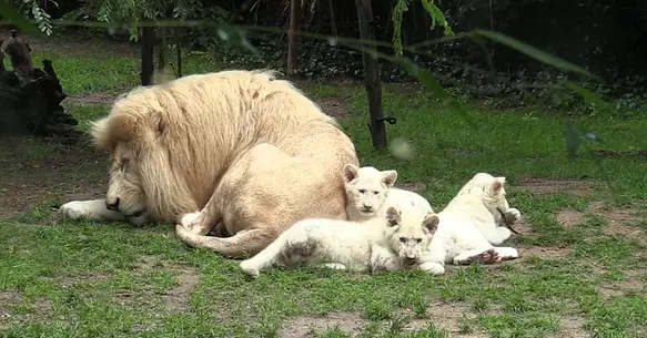 Beautiful Family Lion , 3 white lion and Handsome Daddy sleeping in Zoo de La Flèche  (Video)