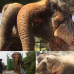 Two Elephants Held Captive In Circus For 50 Years Are Finally Freed — They Find Immense Happiness & Comfort