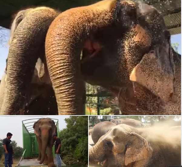 Two Elephants Held Captive In Circus For 50 Years Are Finally Freed — They Find Immense Happiness & Comfort