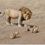 ·  ADORABLE!! Lion Cubs chasing after Daddy lion (Video)