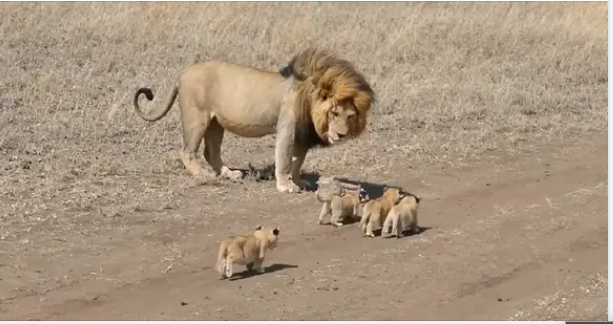 ·  ADORABLE!! Lion Cubs chasing after Daddy lion (Video)