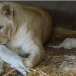 Twin white lion cubs try to open eyes and talk to Lion mom (Video)