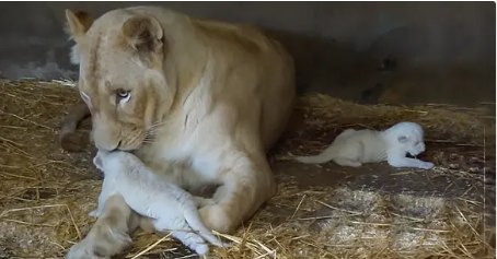 Twin white lion cubs try to open eyes and talk to Lion mom (Video)