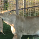 A proud lioness mother Try to shows off her babies to Visitor and other lions! (Video)