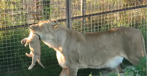 A proud lioness mother Try to shows off her babies to Visitor and other lions! (Video)