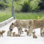 Bridge OVERLOADED with cute LION CUBS (Video)