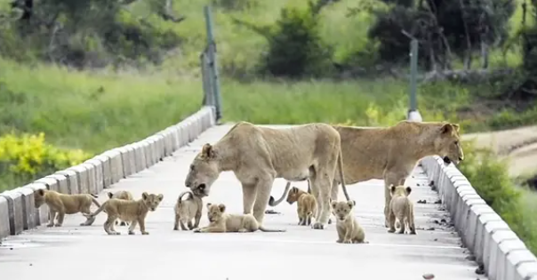 Bridge OVERLOADED with cute LION CUBS (Video)