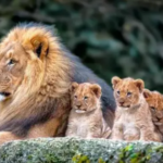 Father lion spend a full day with the cubs (Video)