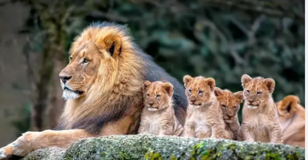 Father lion spend a full day with the cubs (Video)