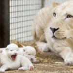 Welcome Three small white lion cubs were born in  Serengeti Park, German (Video)