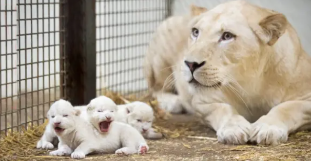 Welcome Three small white lion cubs were born in  Serengeti Park, German (Video)