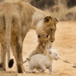 Extremely rare white lion cubs discovered in the wild (Video)