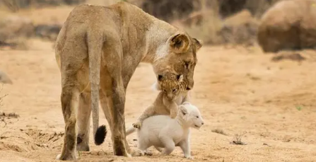 Extremely rare white lion cubs discovered in the wild (Video)