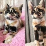 Kitten with Beautiful Markings Found Roaming Outside, 2 Months Later, Her Wish Comes True with 3 Other Cats