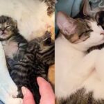 Three Blind Cats Come to a Home Seeking Help, Family Brings Them in and Realizes One of Them is Pregnant