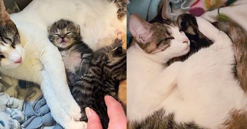 Three Blind Cats Come to a Home Seeking Help, Family Brings Them in and Realizes One of Them is Pregnant